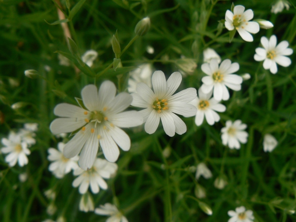 Picture of Greater Stitchwort flowers