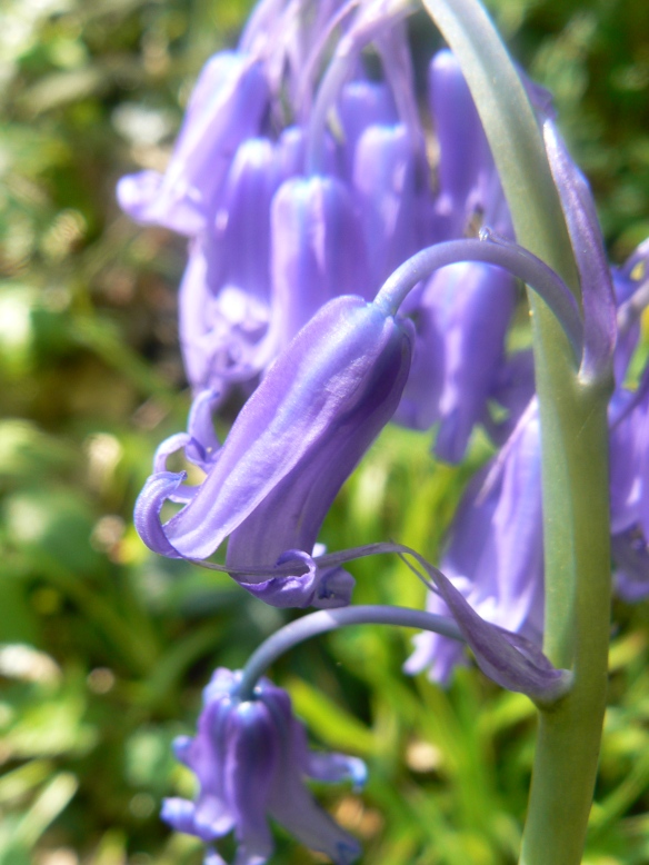 Close-up picture of bluebell flower