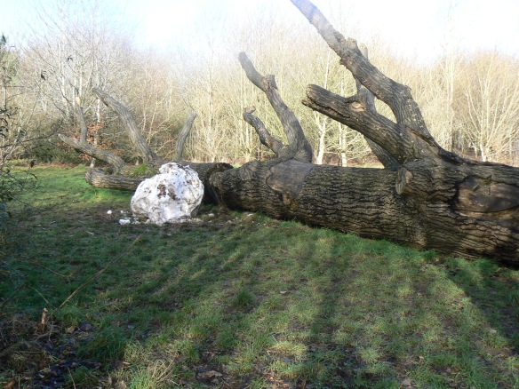 "Dragon Tree" Jan. 2013